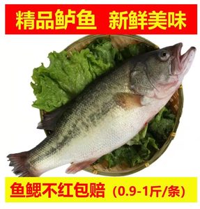 淡水鲈鱼活冻冰鲜花真空速冻鱼鳃包红鲜活宰杀