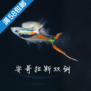 安格拉斯孔雀鱼活体熊猫孔雀精灵双剑观赏鱼草缸淡水群游满额包邮