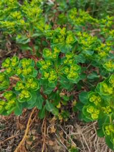 【鲜泽漆】鲜泽漆品牌,价格 - 阿里巴巴