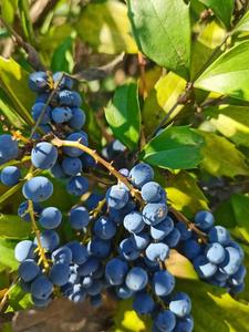野生刺黄连十大功劳土黄柏土黄连猫儿头新鲜黄天竹十大功劳树苗根