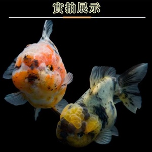 【五花狮子头金鱼】五花狮子头金鱼品牌,价格 - 阿里巴巴