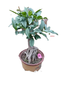 桂花树苗盆栽盆景矮化老桩矮霸一物一拍红天香台阁佛顶珠金银同辉