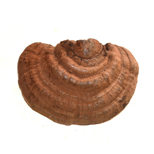 苍山灵芝堂纯野生平盖灵芝树舌灵芝青灵芝500g