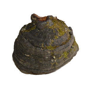 苍山灵芝堂云南纯野生木蹄层孔菌马蹄子菌干货木蹄灵芝500g包邮