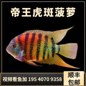 帝王虎斑菠萝鱼热带鱼淡水中层龙鱼配鱼进口卡瑞尔虎斑菠萝观赏鱼