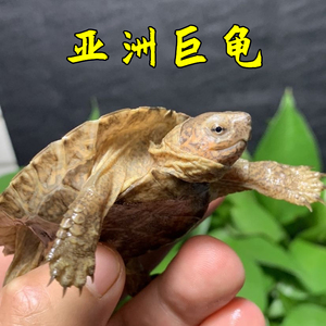宠物亚巨龟苗亚洲巨龟乌龟半水龟吃菜吃草龟大型龟庙陆地锯枫布