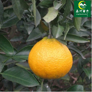 正宗温州瓯海接穗 欧瓯柑树苗 现挖现卖 果树苗 柑橘苗 苦柑 种苗