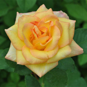 大花月季【金奖章】带花苞灌木盆栽庭院阳台浓香玫瑰花苗