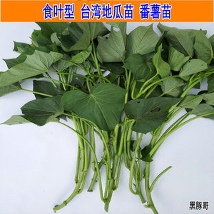 食叶型红薯苗地瓜叶种植 福薯18号食用吃叶子苕尖台湾蔬菜种子苗