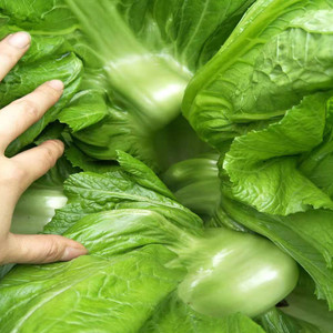 四川特产新鲜泡鱼泡酸菜大叶青菜芥菜酸泡菜原料 宽帮 5斤装包邮