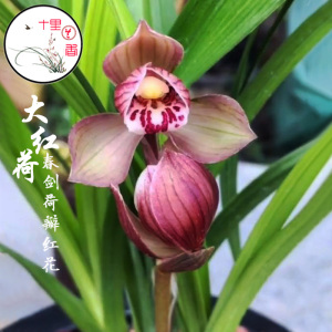 【十里兰香】春剑大红荷 学林荷 铭品兰花红花荷瓣浓香老种兰花苗