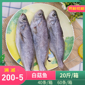 白菇鱼新鲜冷冻海鲜水产深海白姑鱼黄菇鱼白姑子商用食材20斤包邮