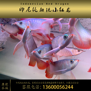印尼红龙活体鱼赛级红龙鱼超血辣椒龙鱼金龙鱼大湖鱼血红龙红金龙