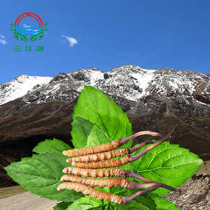 预售三江源新鲜冬虫夏草0.6-1g/根*10根头期鲜虫草玉树鲜野生虫草