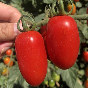 15红娘喜铺8871120980淘宝云南自然熟沙瓤番茄新鲜蔬菜西红柿应季