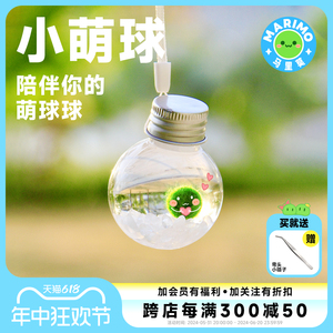Marimo马里莫 小萌球 幸福球藻冬季耐寒水培绿植物海藻生态瓶礼品