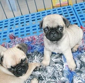 巴狗幼犬活体