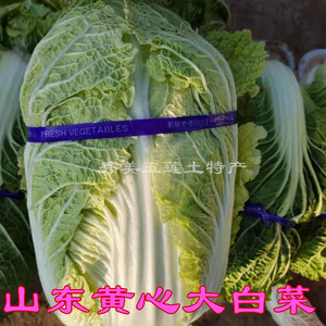 2021新山东大白菜 北方应季农家自种生吃新鲜蔬菜黄心鲜嫩4斤包邮
