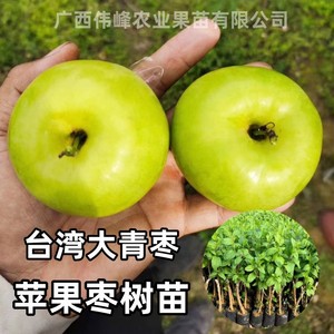 台湾大青枣树苗苹果枣牛奶枣蜜丝枣树苗地栽盆栽四季种植当年结果