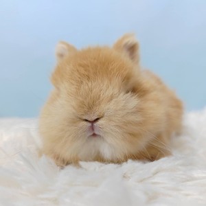 进口血统侏儒兔宠物兔子长不大活物迷你小型活体小耳朵茶杯兔活体