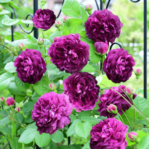 藤本比利时红衣主教黎塞留主教拇指姑娘紫色大花藤本月季花苗盆栽