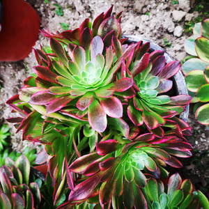 芙美姬旗舰店天猫大号口径肉肉高筒黑法师多肉悬崖小老桩绿植物花盆