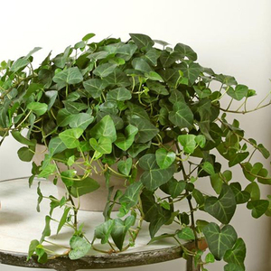 常春藤盆栽苗雪莹虹越庭院花园墙壁爬藤观赏四季常绿观叶植物绿植