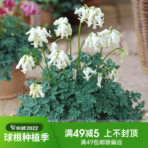 荷包牡丹裸根苗虹越进口庭院花园阳台耐寒耐阴宿根多年生草花卉苗