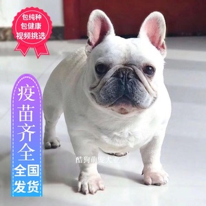 法国斗牛犬幼犬活体黑白花斗牛黑色法斗活体纯种奶油白色法牛狗狗