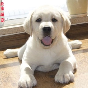 拉布拉多幼犬纯种活体神犬小七巡回导盲犬金毛犬幼犬家养宠物狗狗