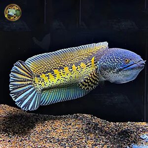 印度进口黄金眼镜蛇雷龙观赏鱼雷龙鱼眼睛蛇 大型雷龙大帆雷龙鱼