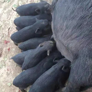 纯种藏香猪幼崽土黑猪活苗养殖技术服务活体小猪仔活苗活物养殖技