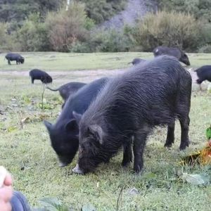纯种藏香猪幼崽活苗活体种猪小猪仔活物怀孕母猪土黑猪仔养殖技术