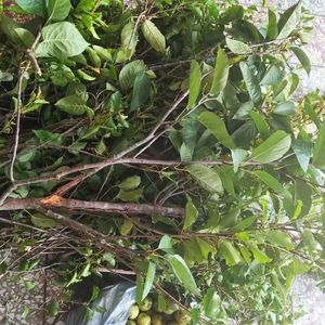 野生山楂寄生茶山楂树寄生酸梨木寄生茶,山酸梨木寄生.干品500克