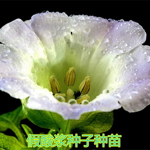 假酸浆种子籽中草药植物南北方庭院阳台盆栽地载园艺观赏花卉易活