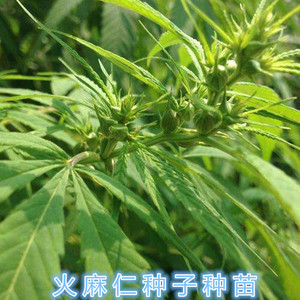 火麻种子中草药植物线麻野麻种籽南北方盆栽地栽种植易活包邮