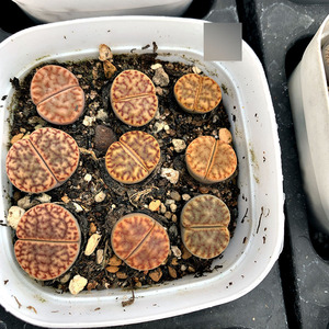 多肉植物生石花 三年c40红柘榴玉 带盆发货 10.15更新 满38包邮