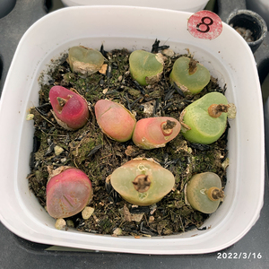 毛汉尼混合 母本带种荚 带盆发货 一物一拍 多肉植物 番杏 肉锥