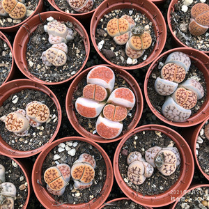 50四季多肉植物花园淘宝脑纹绿富贵玉  3年苗 多肉植物 生石花 番杏