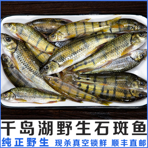 千岛湖野生石斑鱼溪水石斑鱼光唇鱼五杠鲮花榄鱼节斑鱼小溪鱼500g