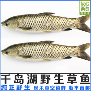 野生鱼鲜活草鱼