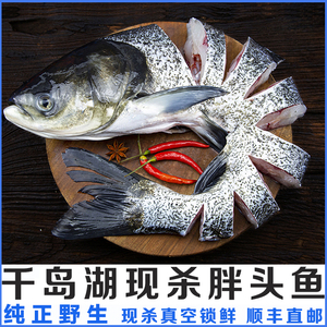 千岛湖胖头鱼包头鱼大鱼头鳙鱼花鲢活鱼现杀新鲜食用水产顺丰包邮