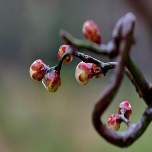 9066人付款天猫原生梅花盆景老桩庭院耐寒花卉腊梅盆栽阳台绿植红梅