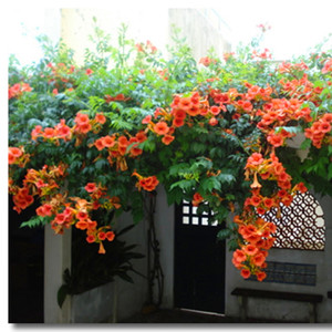 凌霄花苗 庭院植物楼顶遮阳爬藤超快阳台遮阴绿墙效果好攀援