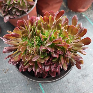 娜迦女王蛇女法师巨型缀化整板木质