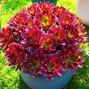 法师大苗凤凰法师多肉植物群生多头新手好养盆栽办公室绿植花卉