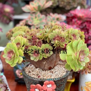 法师多肉万圣节沙拉碗缀化朵朵状态老桩多头缀化妖桩盆栽植物花卉