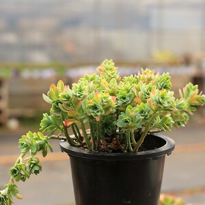薄化妆老桩群生多肉植物组合 稀有品种悬崖造型桩薄叶系一物一拍