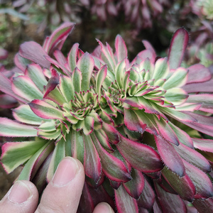 红覆轮缀化法师老桩多肉植物黑法师花卉盆栽一物一拍巨型植物缀化