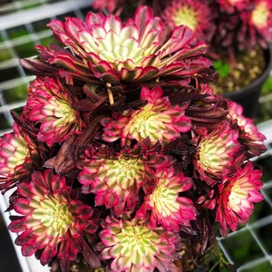 仙墨覆轮锦白锦水墨画变异颜值高好度夏易养法师多肉盆栽绿植花卉